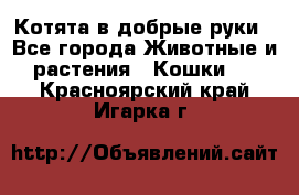 Котята в добрые руки - Все города Животные и растения » Кошки   . Красноярский край,Игарка г.